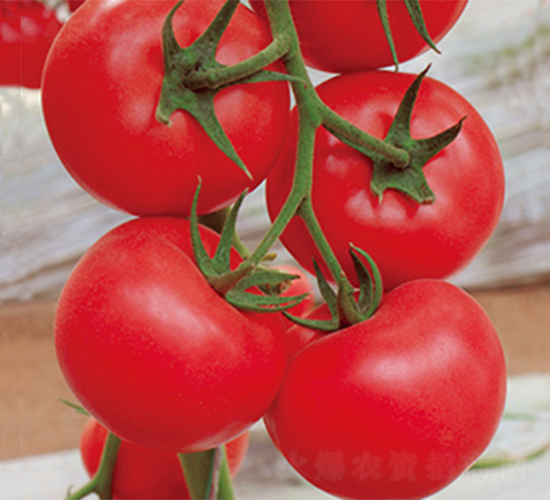 ���r(n��ng)3̖-���ѷN��-���߷N��