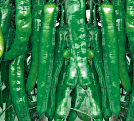 �K��3̖-�����N��-���߷N��