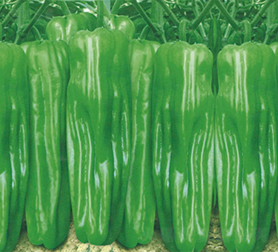 �K��1614-�����N��-���߷N��