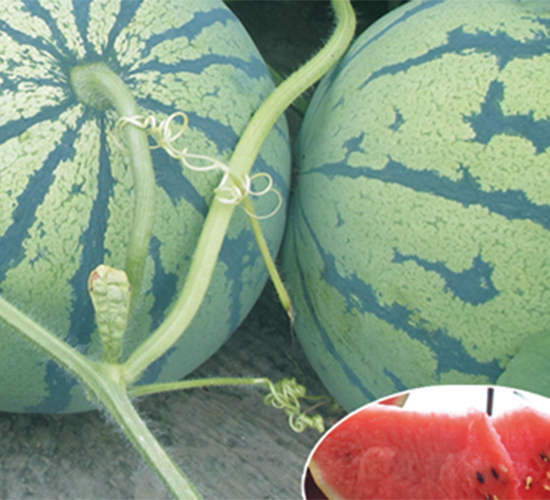 �K����1̖(h��o)-���ϷN��-���߷N��