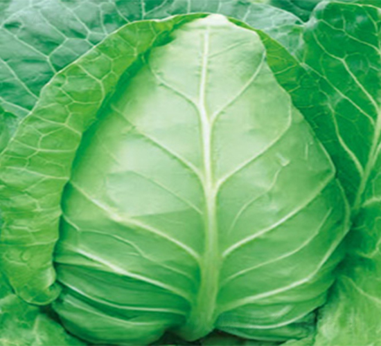 ��������-���{(l��n)�N��-���߷N��