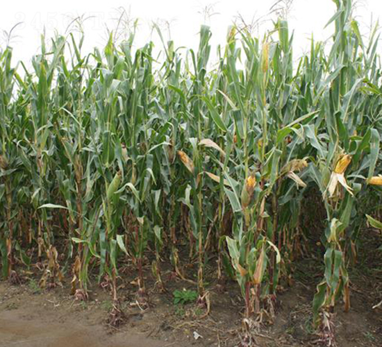 �F��309-���׷N��-�F�зN�I(y��)