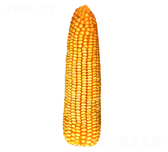 �F��26̖(h��o)-���׷N��-�F�зN�I(y��)