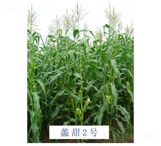 ���2̖-���׷N��-���