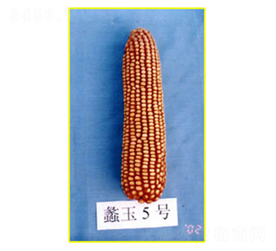 ���5̖(h��o)-���׷N��-���