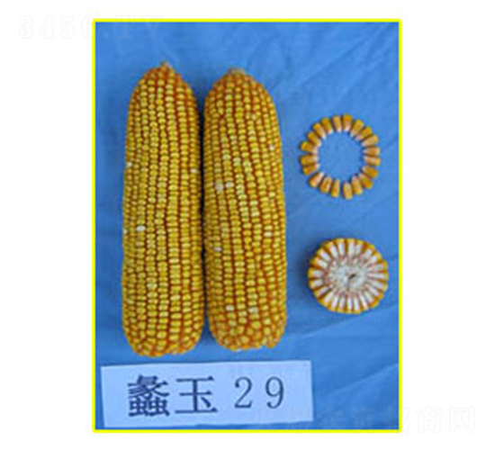 ���29-���׷N��-���