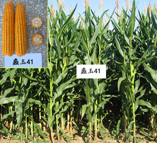 ���41̖-���׷N��-���