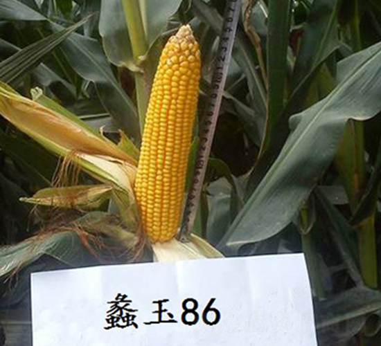 ���86-���׷N��-���