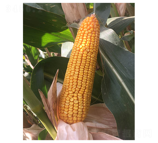 ���133-���׷N��-���