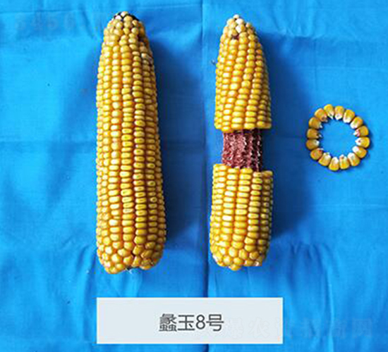 ���8̖-���׷N��-���