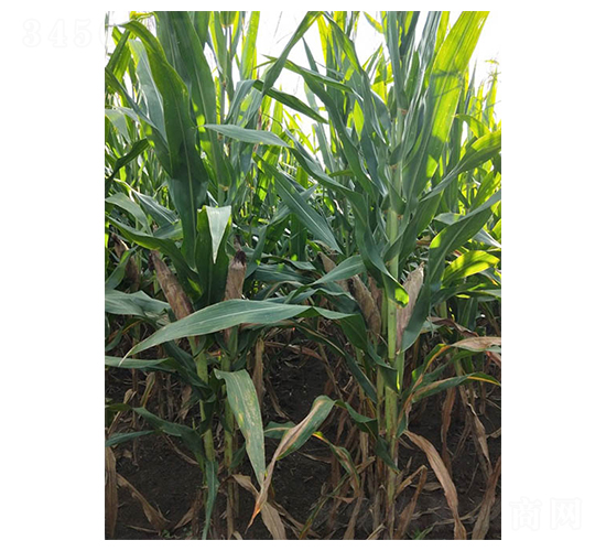 ���135-���׷N��-���