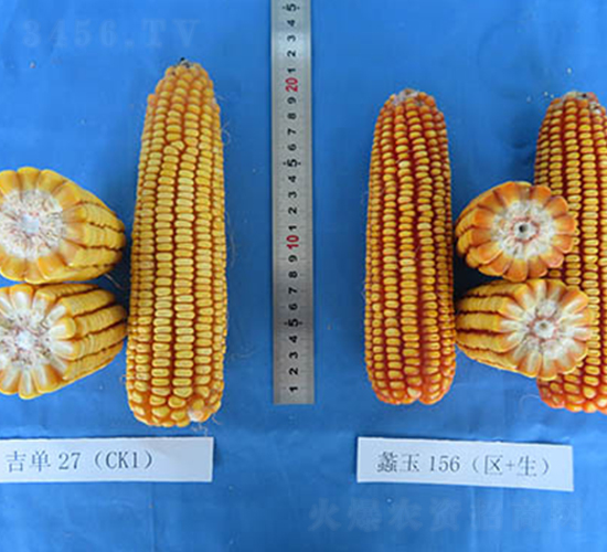 ���156-���׷N��-���