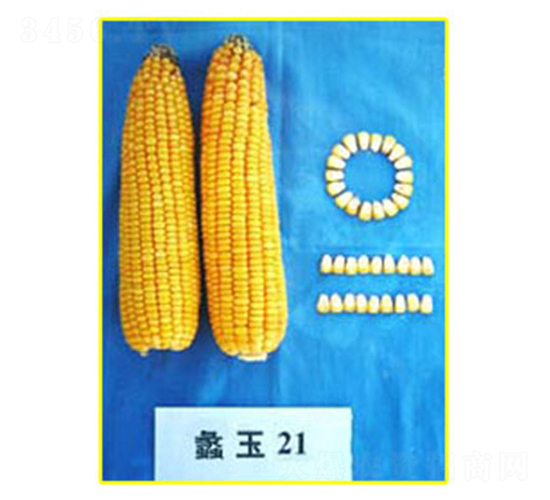 ���21̖(h��o)-���׷N��-���