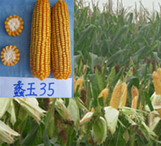 ���35-���׷N��-���