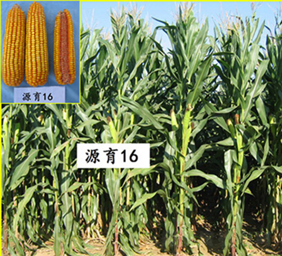 Դ��16̖(h��o)-���׷N��-���