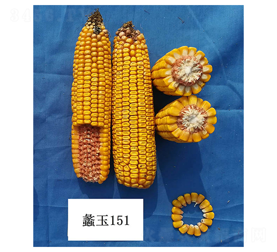 ���151-���׷N��-���