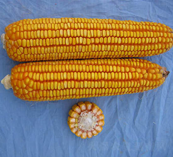 ���102-���׷N��-���