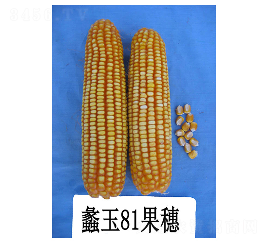 ���81-���׷N��-���