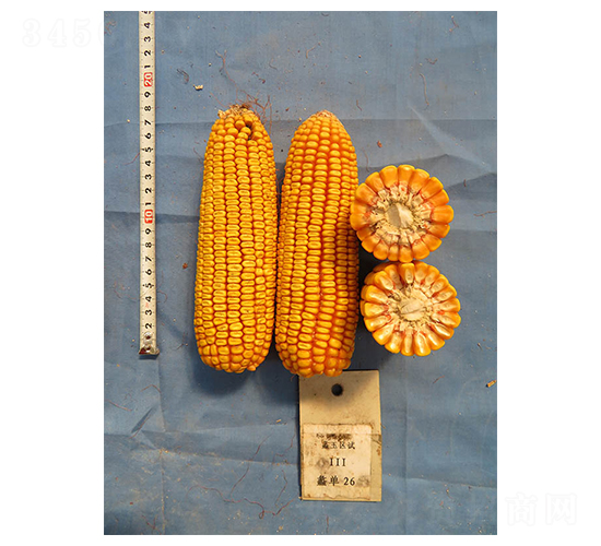 ��26-���׷N��-���