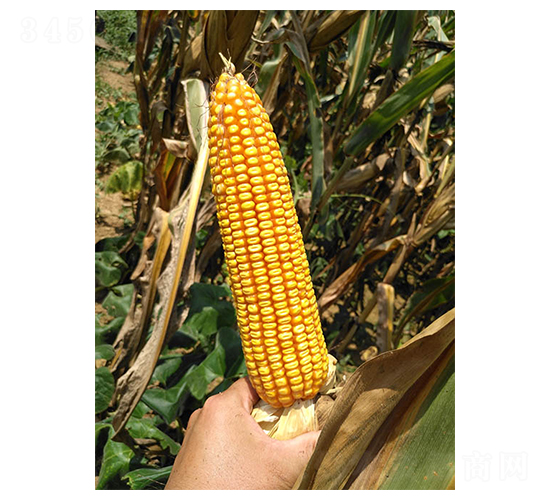 ����125-���׷N��-���