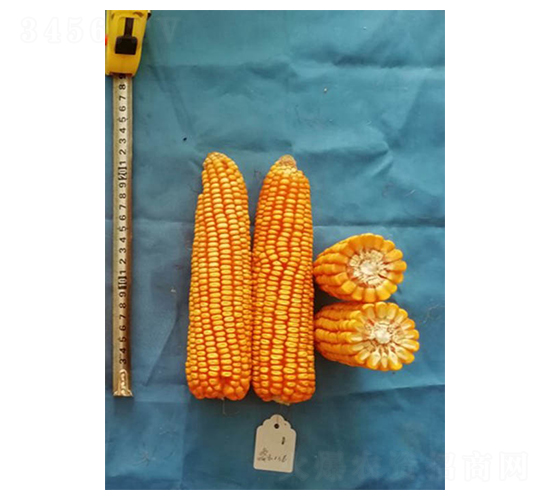 ���136-���׷N��-���