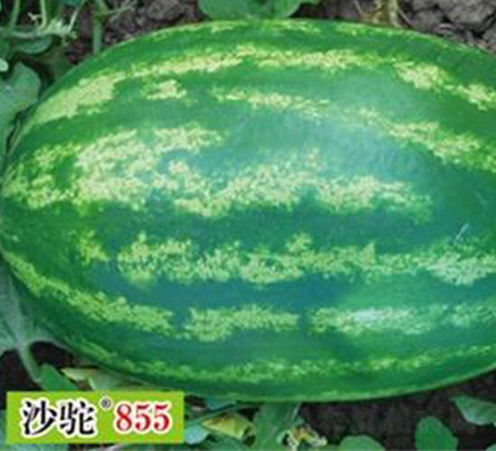 ɳ�855-���ϷN��-(li��n)��(chu��ng)