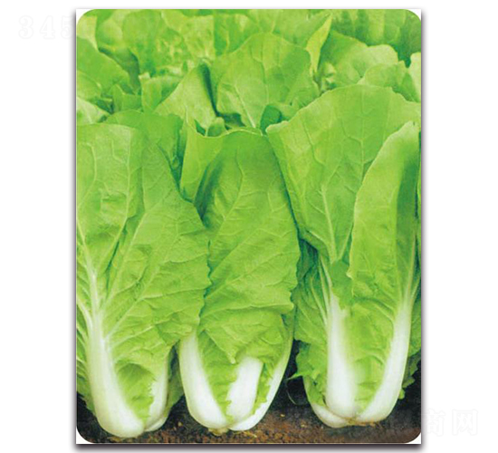 ���S���-�ײ˷N��-�����o(j��)