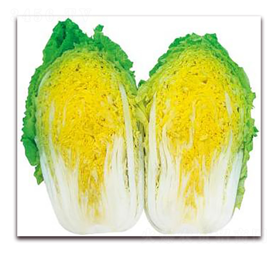 ���������-���޲˷N��-�����o