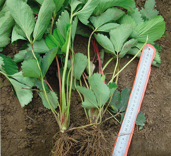 �t�-��ݮ�N��-�A�ͷN�I(y��)