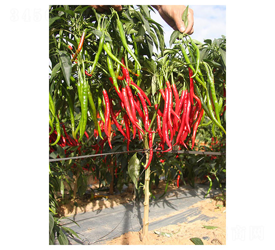 ���ؽ�1̖-�����N��-�����N�I(y��)