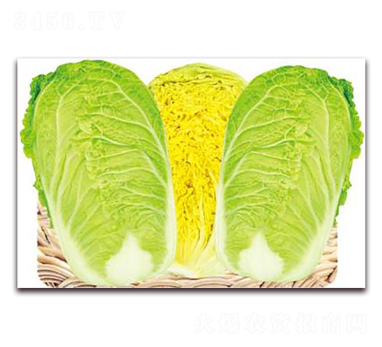 �S�������-���޲˷N��-�����o(j��)