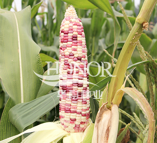 �A��Ŵ����̖-���׷N��-�A�ͷN�I(y��)