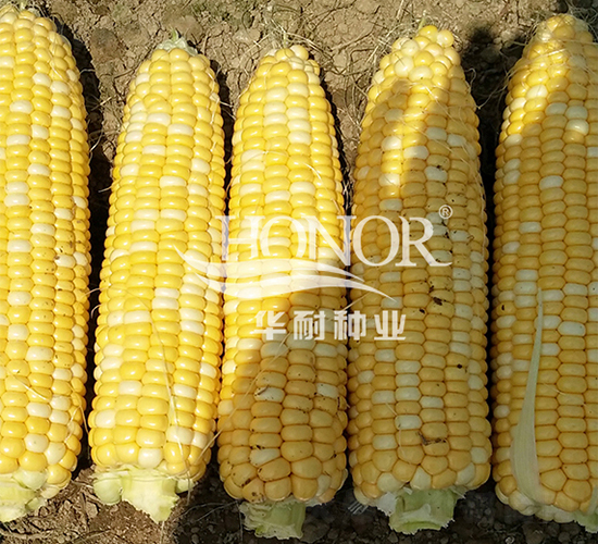 ����7̖-���׷N��-�A�ͷN�I(y��)