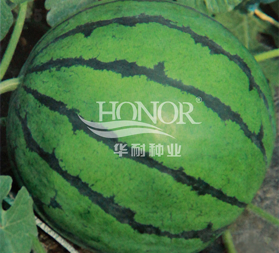 ����6̖-���ϷN��-�A�ͷN�I(y��)