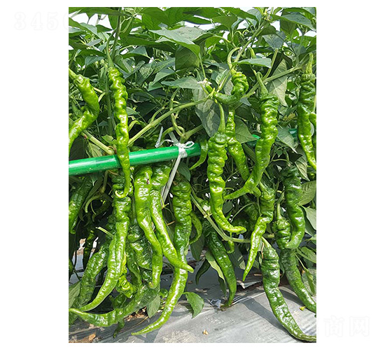 �ݽz��1̖(h��o)-�ݽz���N��-�����N�I(y��)