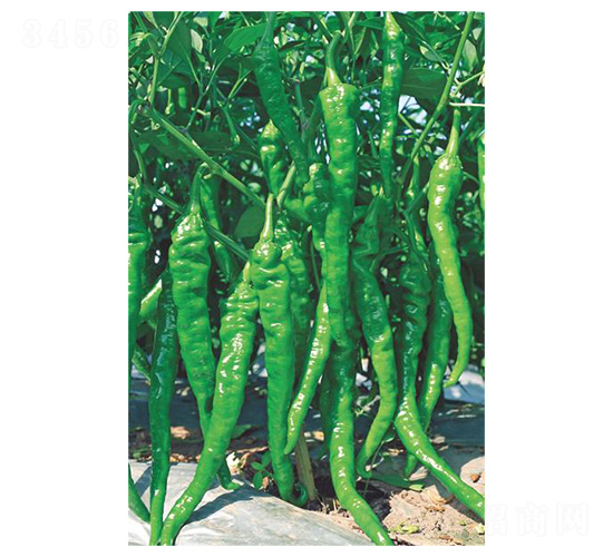 ������-�ݽz���N��-�����N�I(y��)