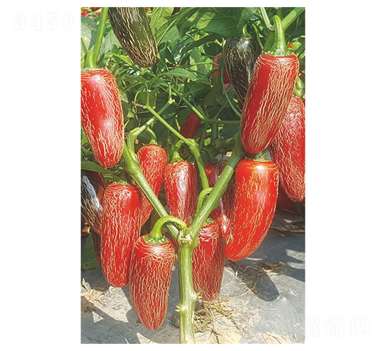 ����̫��1̖-ţ�ǽ��N��-�����N�I(y��)