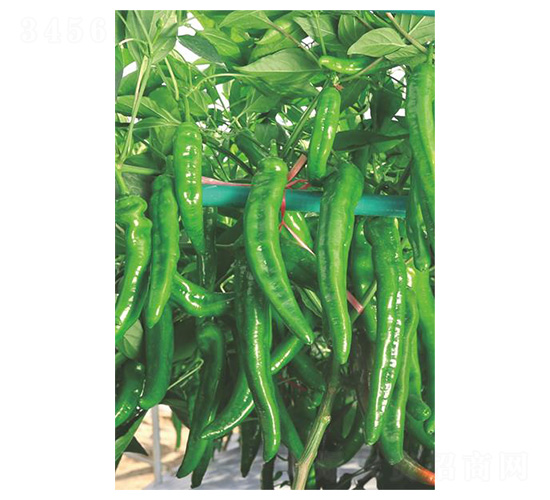 �������q��-�⽷�N��-�����N�I(y��)