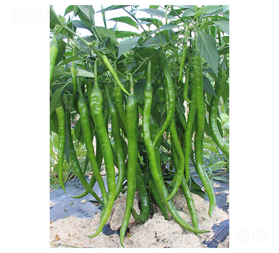 ���r4̖(h��o)-�����N��-�����N�I(y��)