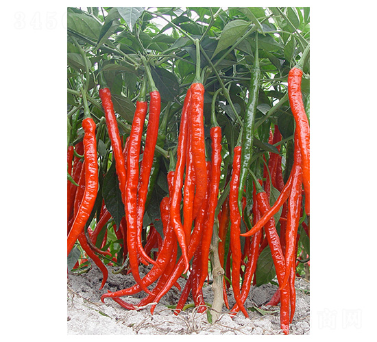 �ɽ�1̖-�����N��-�����N�I(y��)