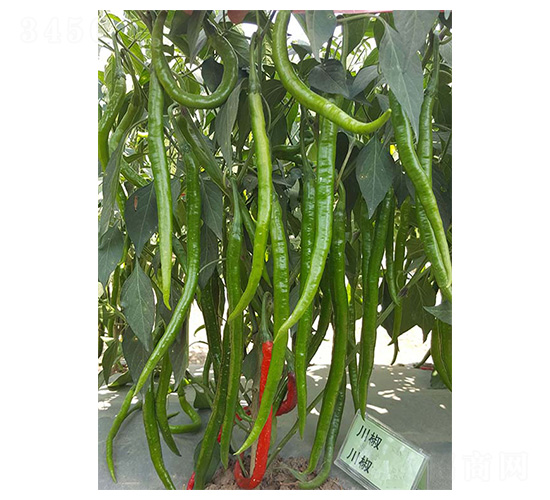 ����19̖(h��o)-�����N��-�����N�I(y��)