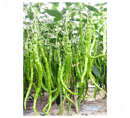 �ֱ42-�����N��-�����N�I(y��)