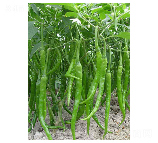 ����l2̖(h��o)-�����N��-�����N�I(y��)