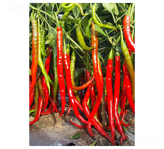 혼�97-�����N��-�����N�I(y��)