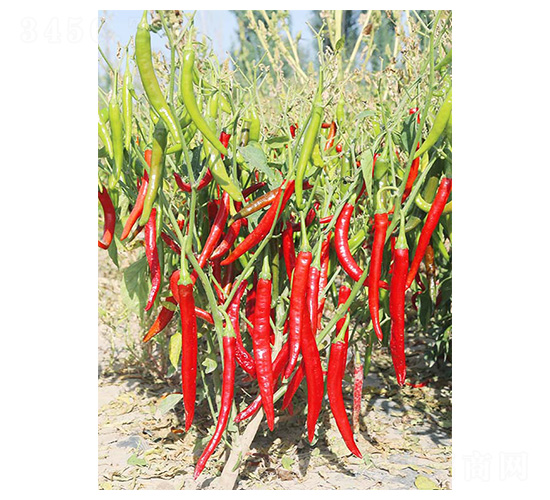 ��l1̖(h��o)-�����N��-�����N�I(y��)