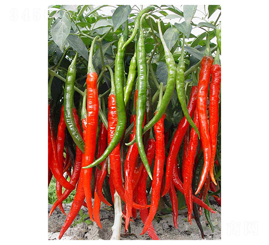 ����3̖(h��o)-�����N��-�����N�I(y��)