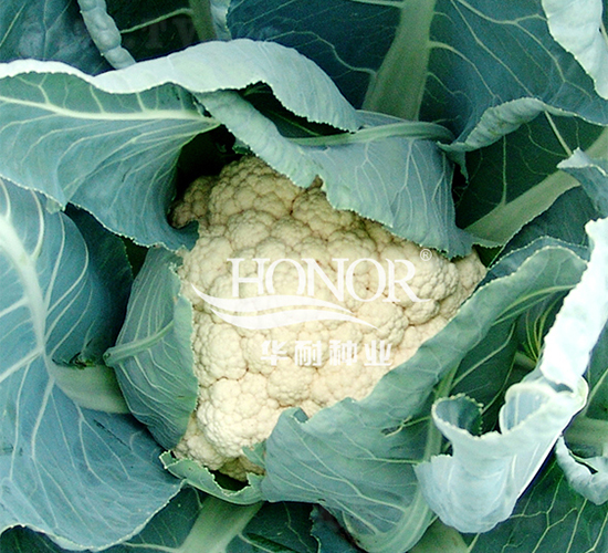 ���mѩ-���˷N��-�A�ͷN�I(y��)