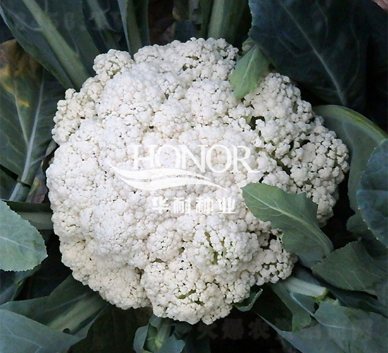 �A���ɻ�75-���˷N��-�A�ͷN�I(y��)