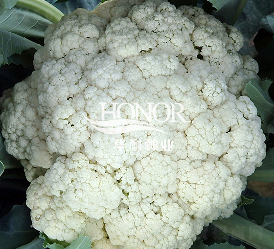 �A���ɻ�80-���˷N��-�A�ͷN�I(y��)