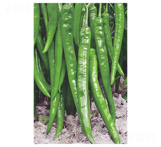 ������̖(h��o)-�����N��-�����N�I(y��)